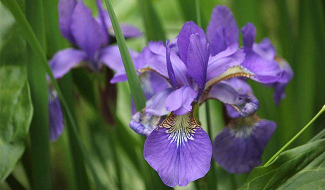 Which Varieties Of Irises Can Be Grown In Containers