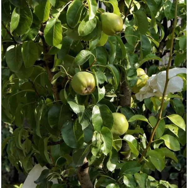 World's Best Tasting Comice Pear Tree (1)