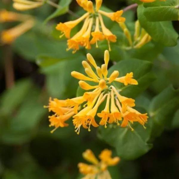 Yellow Or Orange Honeysuckle Flowers Vine (1)