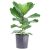 Ficus Lyrata & Fiddle Leaf Fig Plant for Sale in 9.25″ Grower’s Pot House Plants