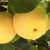 Sweet & Crispy Lemon-Yellow Shinseiki Pear Tree for Sale
