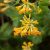 Yellow or Orange Honeysuckle Flowers Vine